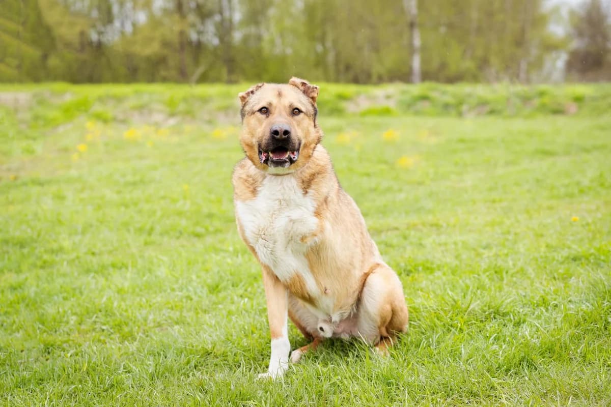 Chester | H26-1104, male Mixed Breed for adoption at Tierschutzverein House of animals Marfino eV, Jessen (Elster)