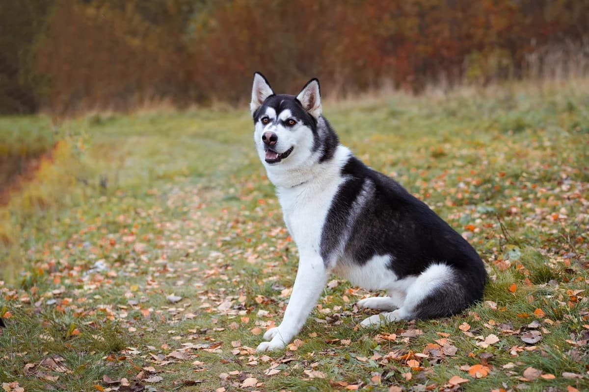 Iton | H26-1105, male Mixed Breed for adoption at Tierschutzverein House of animals Marfino eV, Jessen (Elster)