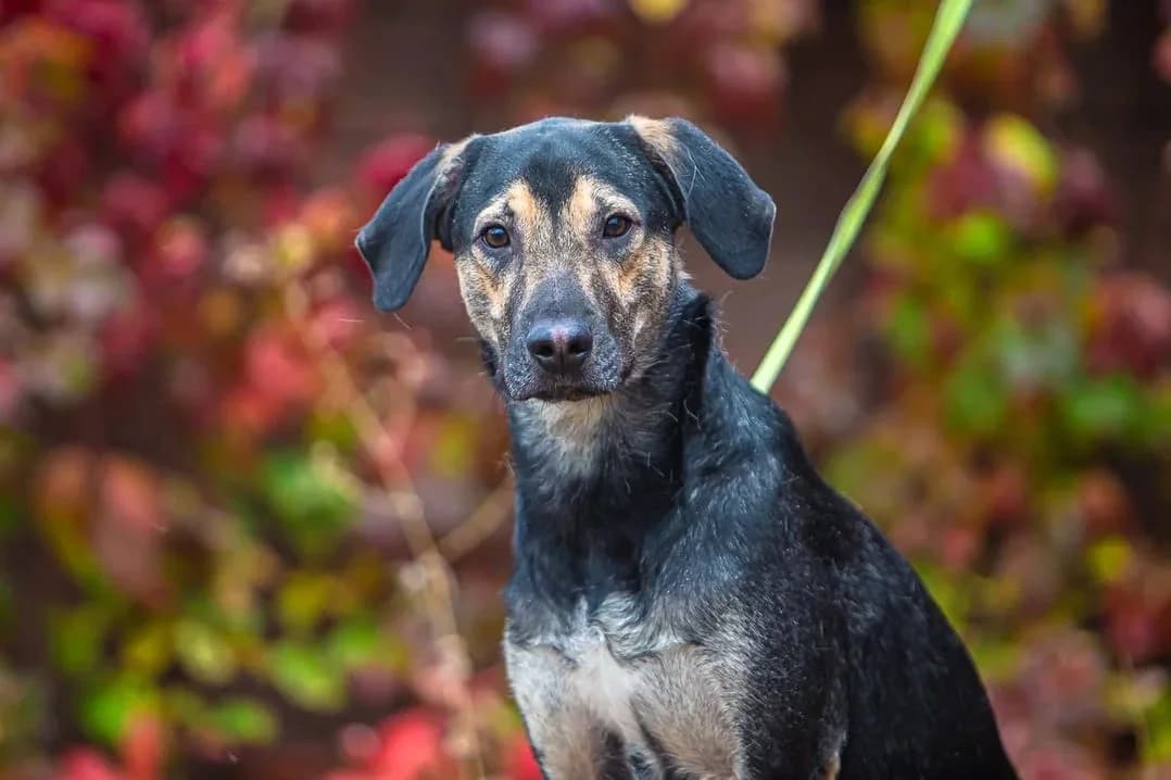 Laif | H26-1106, male Mixed Breed for adoption at Tierschutzverein House of animals Marfino eV, Jessen (Elster)