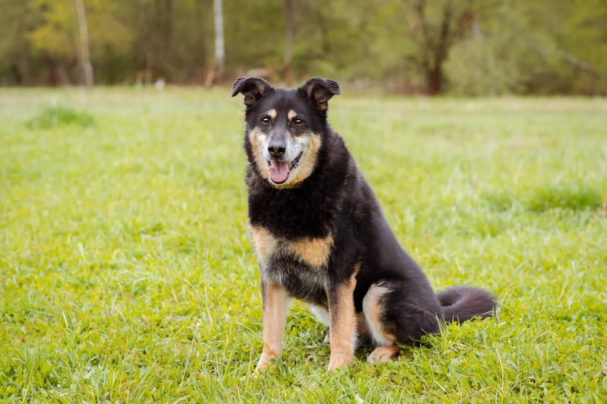Mitya | H26-1107, male Mixed Breed for adoption at Tierschutzverein House of animals Marfino eV, Jessen (Elster)