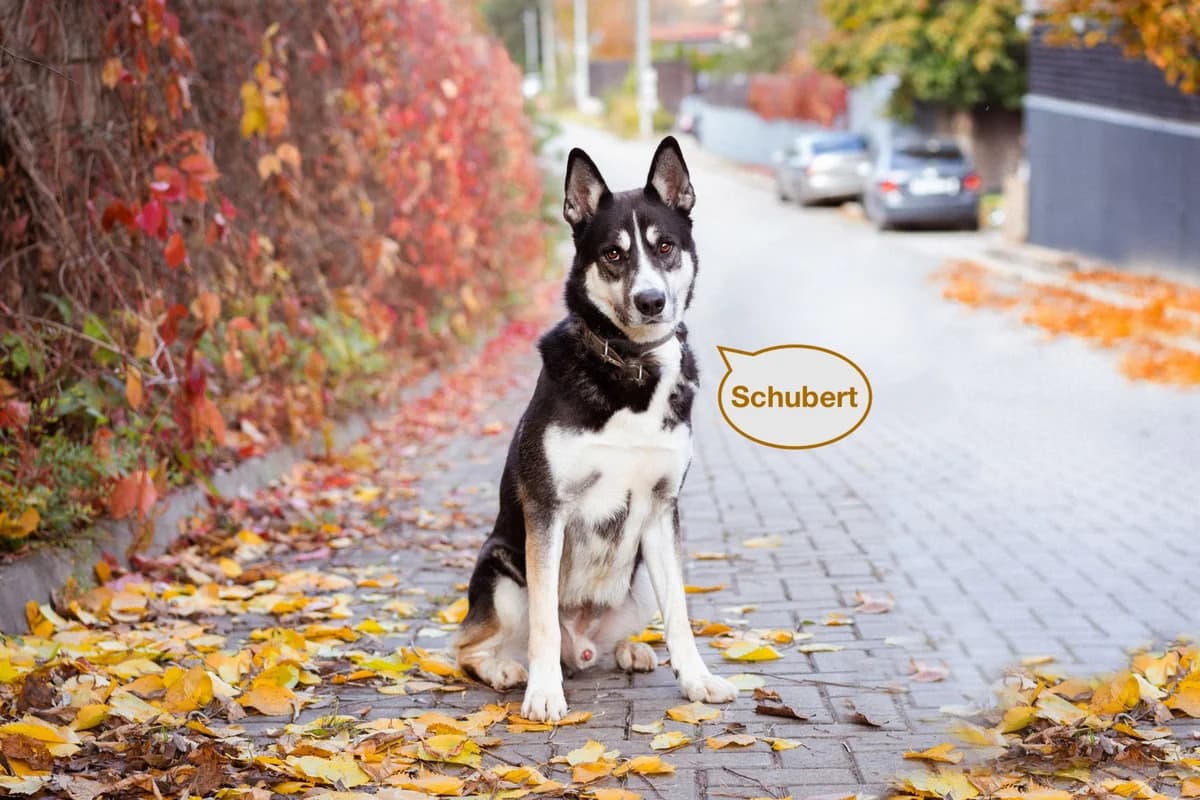 Schubert | H26-1108, male Mixed Breed for adoption at Tierschutzverein House of animals Marfino eV, Jessen (Elster)