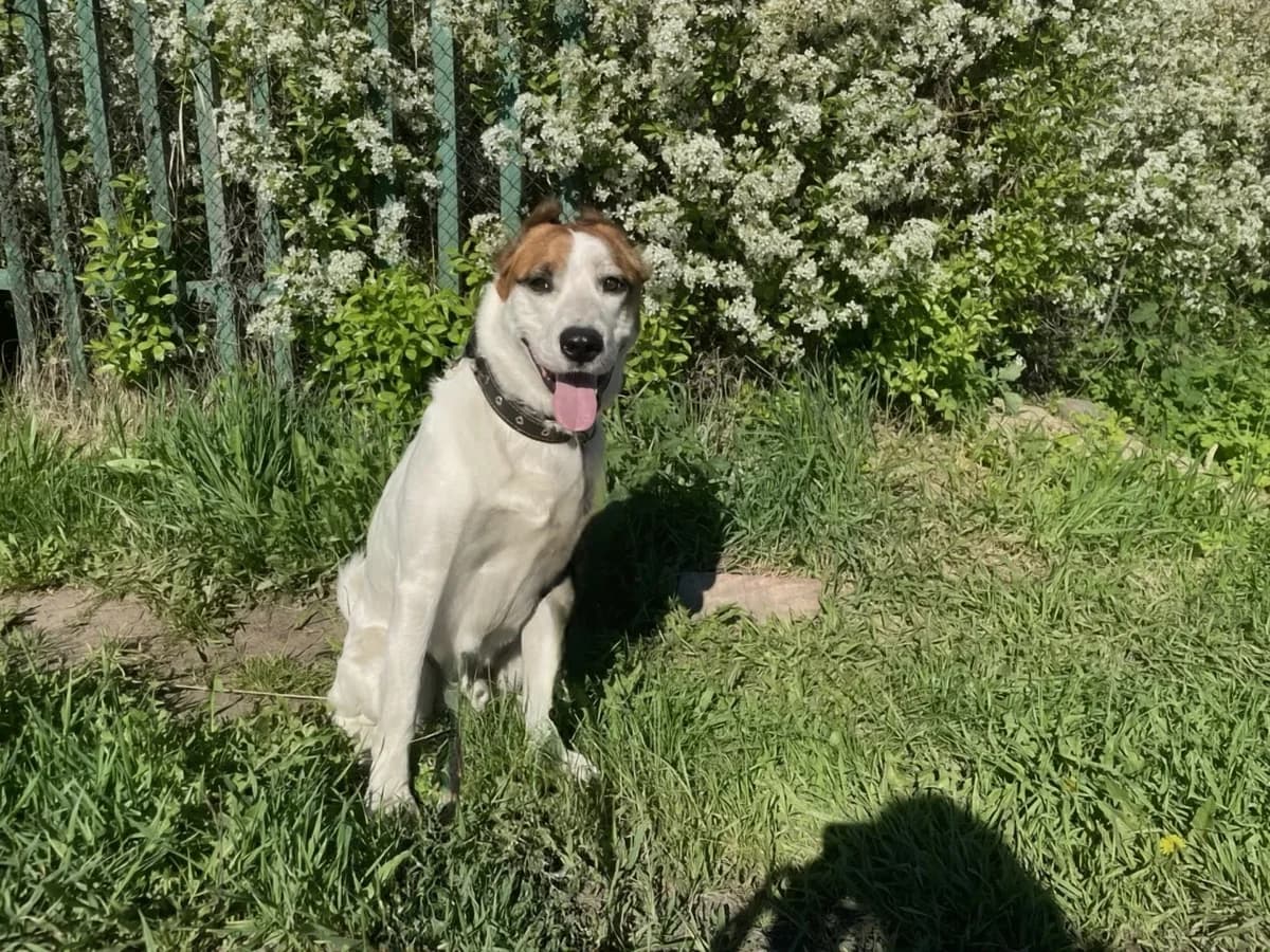 Almaz | H26-1109, male Mixed Breed for adoption at Tierschutzverein House of animals Marfino eV, Jessen (Elster)