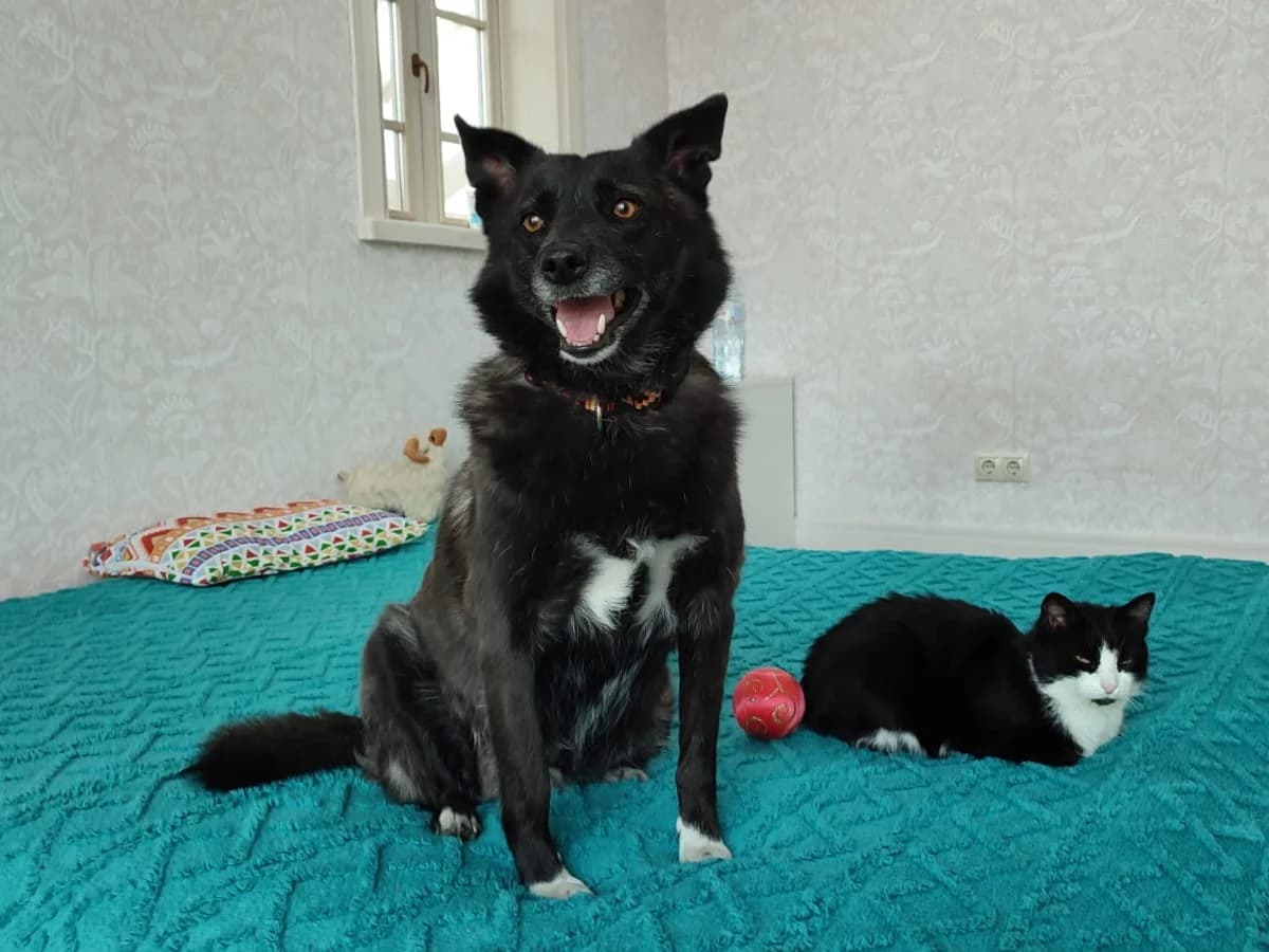 Bambosha | H26-1110, female Mixed Breed for adoption at Tierschutzverein House of animals Marfino eV, Jessen (Elster)