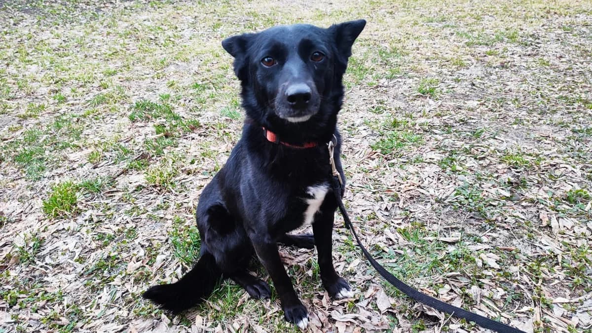 Busya| H26-1113, female Mixed Breed for adoption at Tierschutzverein House of animals Marfino eV, Jessen (Elster)
