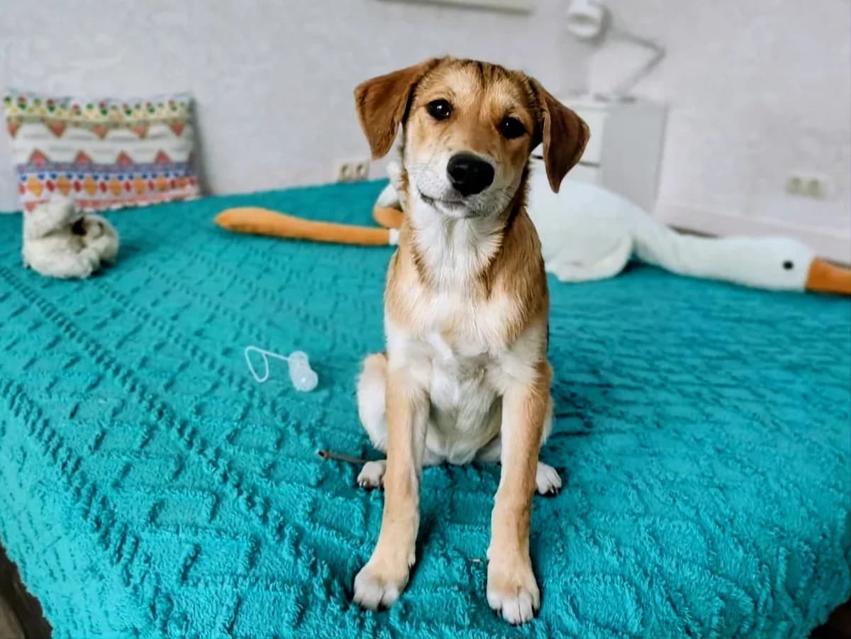 Gerda| H26-1114, female Mixed Breed for adoption at Tierschutzverein House of animals Marfino eV, Jessen (Elster)