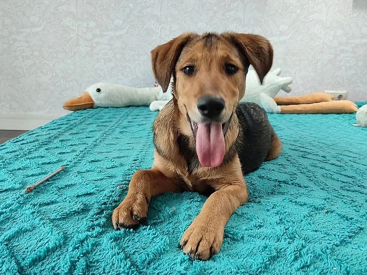 Kai| H26-1115, male Mixed Breed for adoption at Tierschutzverein House of animals Marfino eV, Jessen (Elster)