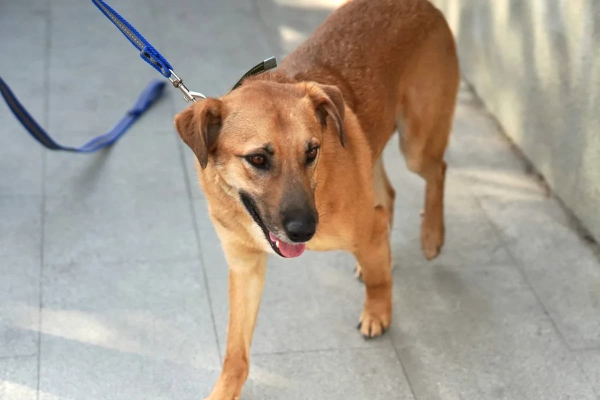 Leo| H26-1116, male Mixed Breed for adoption at Tierschutzverein House of animals Marfino eV, Jessen (Elster)