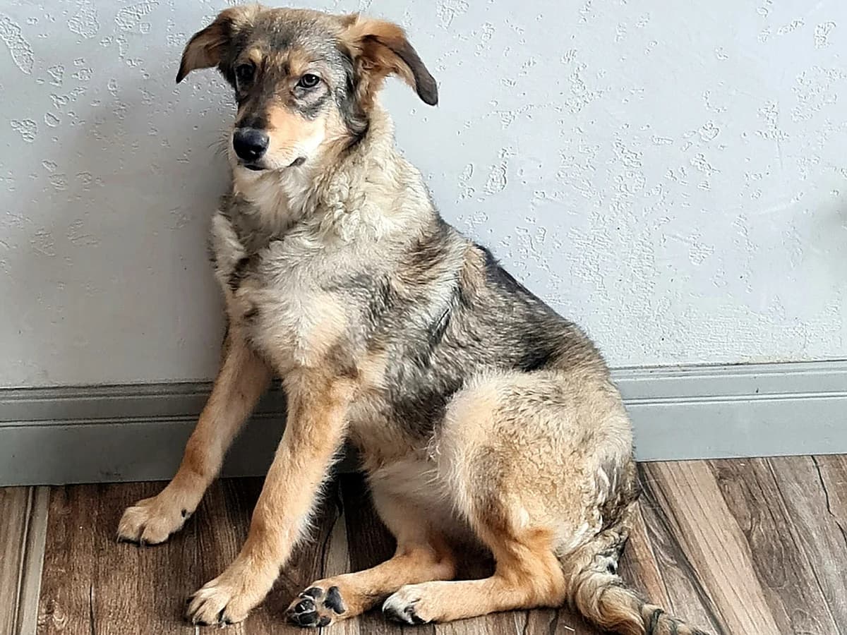 Liya| H26-1118, female Mixed Breed for adoption at Tierschutzverein House of animals Marfino eV, Jessen (Elster)