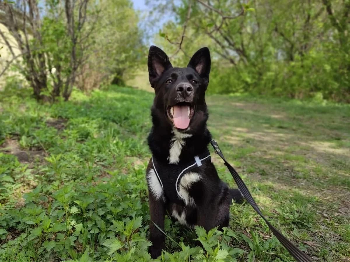 Mishanya| H26-1121, male Mixed Breed for adoption at Tierschutzverein House of animals Marfino eV, Jessen (Elster)