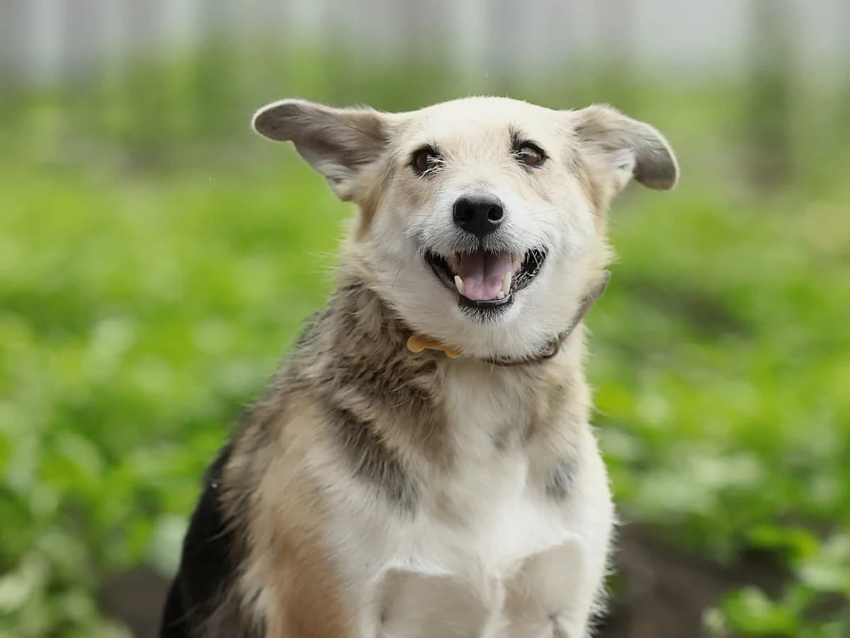 Naida| H26-1122, male Mixed Breed for adoption at Tierschutzverein House of animals Marfino eV, Jessen (Elster)
