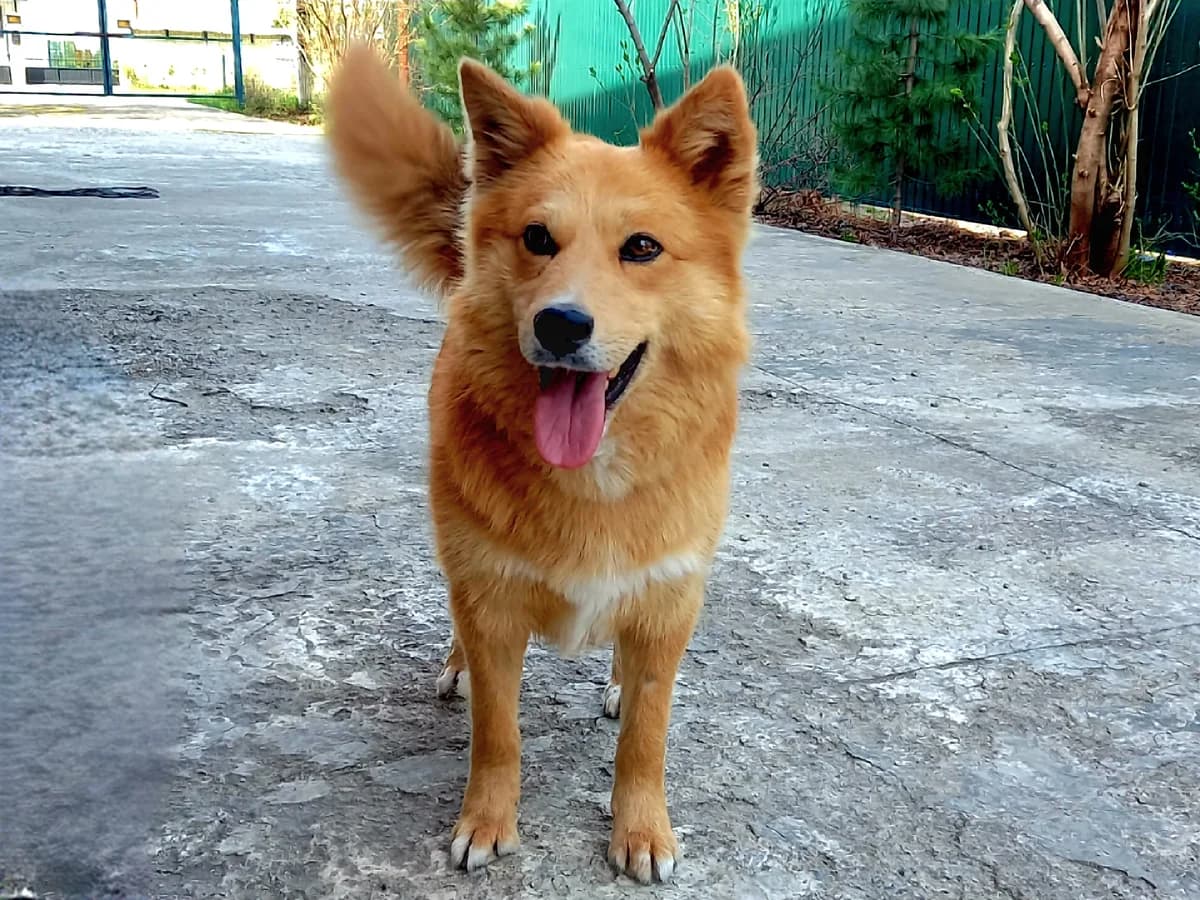 Ross| H26-1123, male Mixed Breed for adoption at Tierschutzverein House of animals Marfino eV, Jessen (Elster)