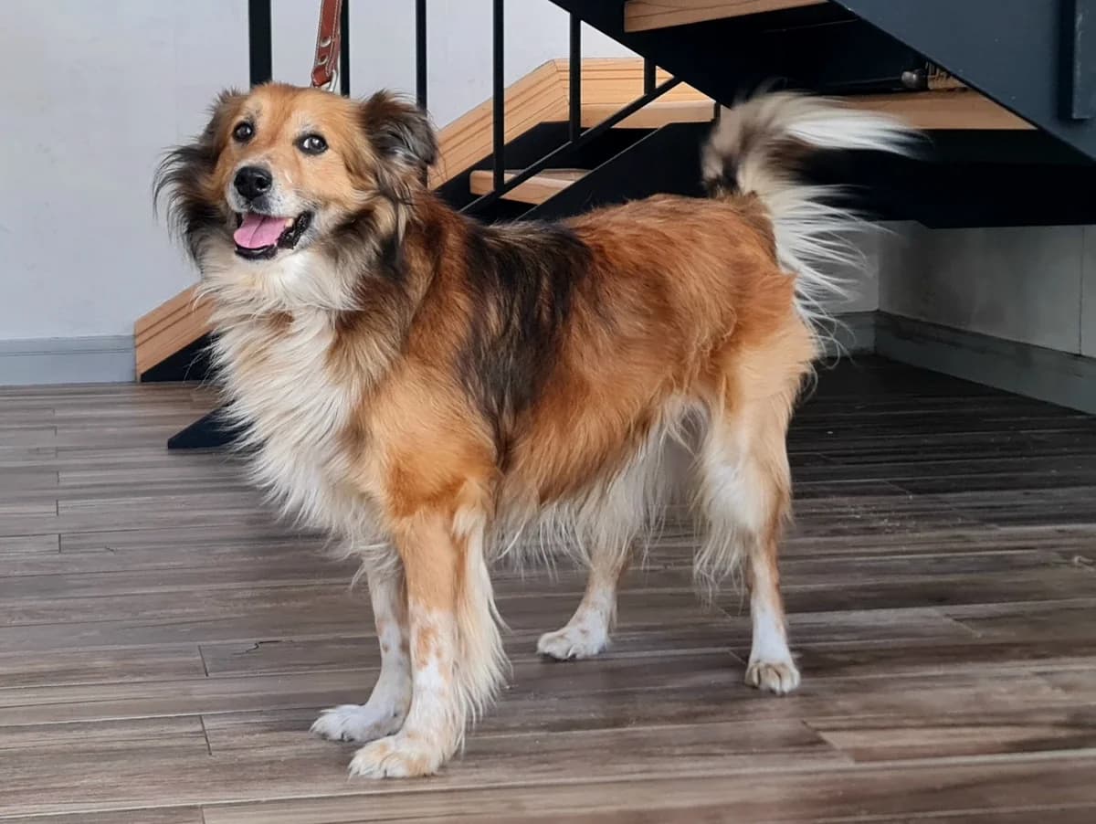 Shura| H26-1124, male Mixed Breed for adoption at Tierschutzverein House of animals Marfino eV, Jessen (Elster)