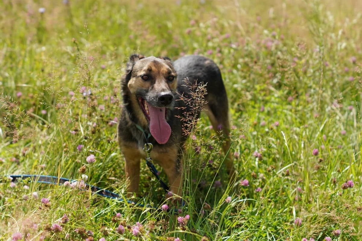 Tim| H26-1126, male Mixed Breed for adoption at Tierschutzverein House of animals Marfino eV, Jessen (Elster)