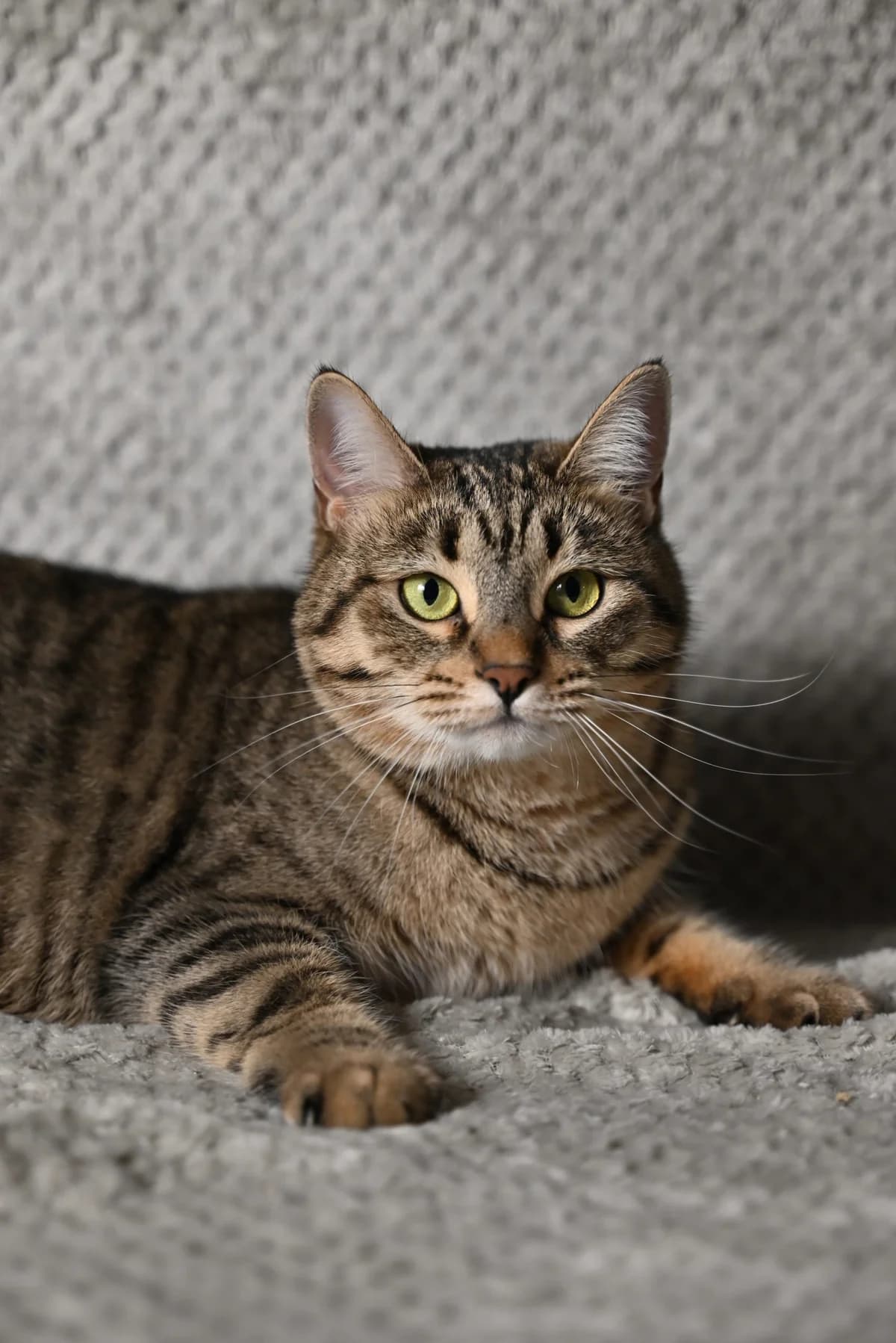 Syuzanna| K26-0200, female 4yo Mixed Breed for adoption at Tierschutzverein House of animals Marfino eV, Jessen (Elster)