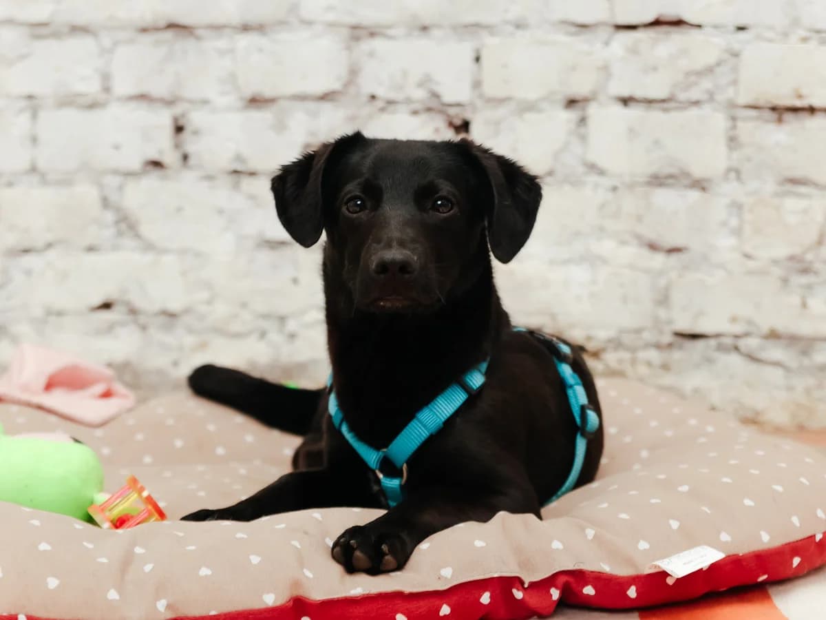 Bravik | H25-1064, male puppy Mixed Breed for adoption at Tierschutzverein House of animals Marfino eV, Jessen (Elster)