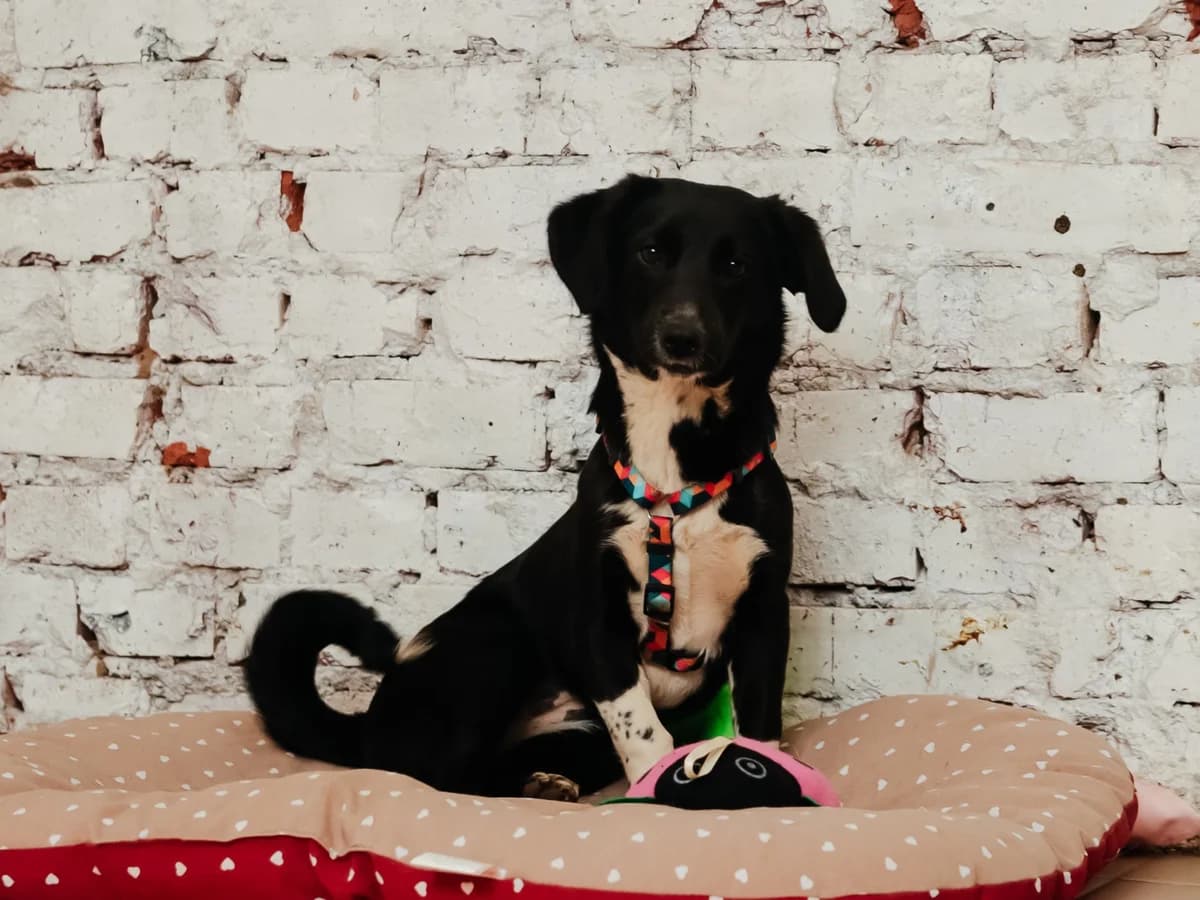 Brunya | H26-1080, female puppy Mixed Breed for adoption at Tierschutzverein House of animals Marfino eV, Jessen (Elster)