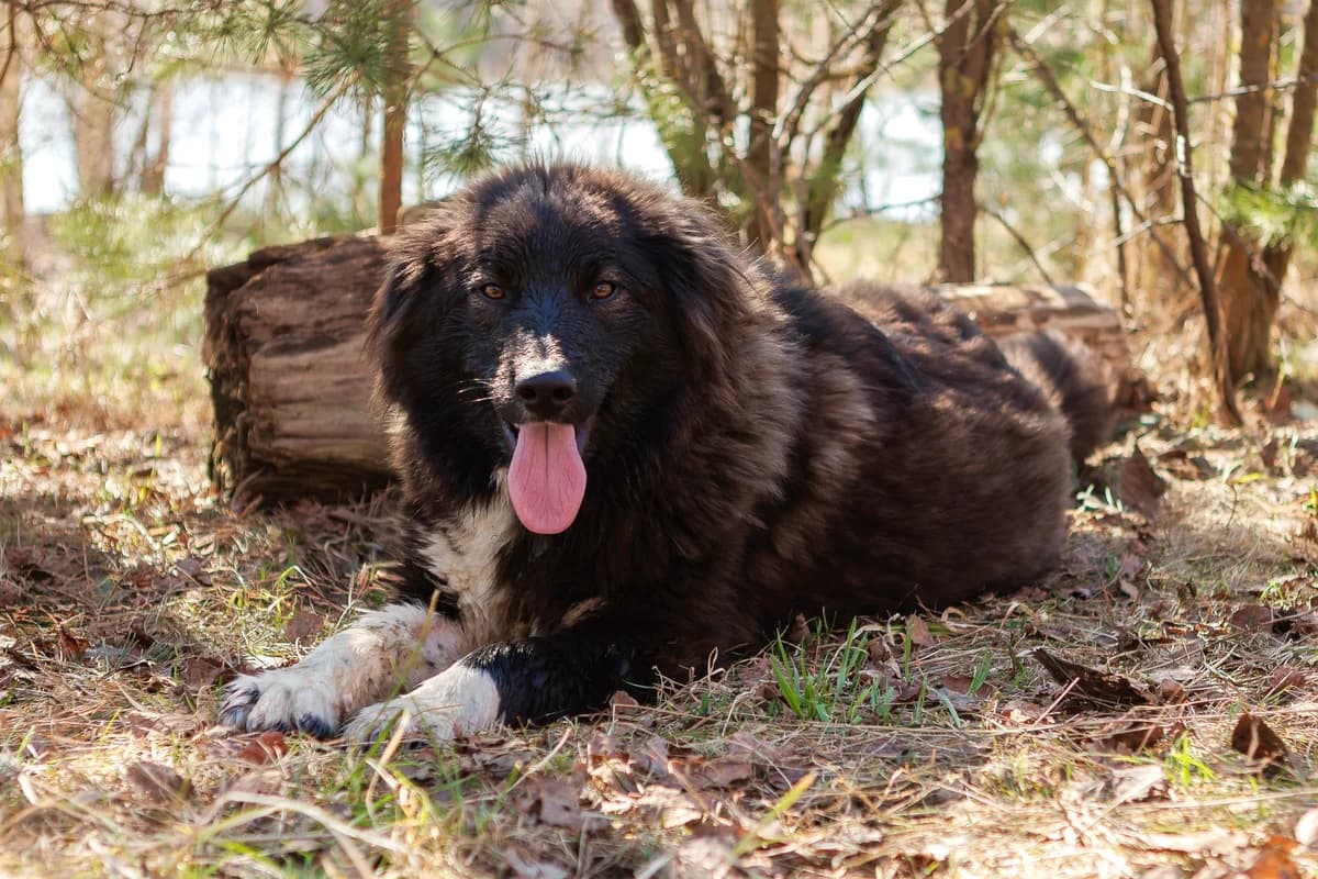 Dyoma| H26-1131, male Mixed Breed for adoption at Tierschutzverein House of animals Marfino eV, Jessen (Elster)