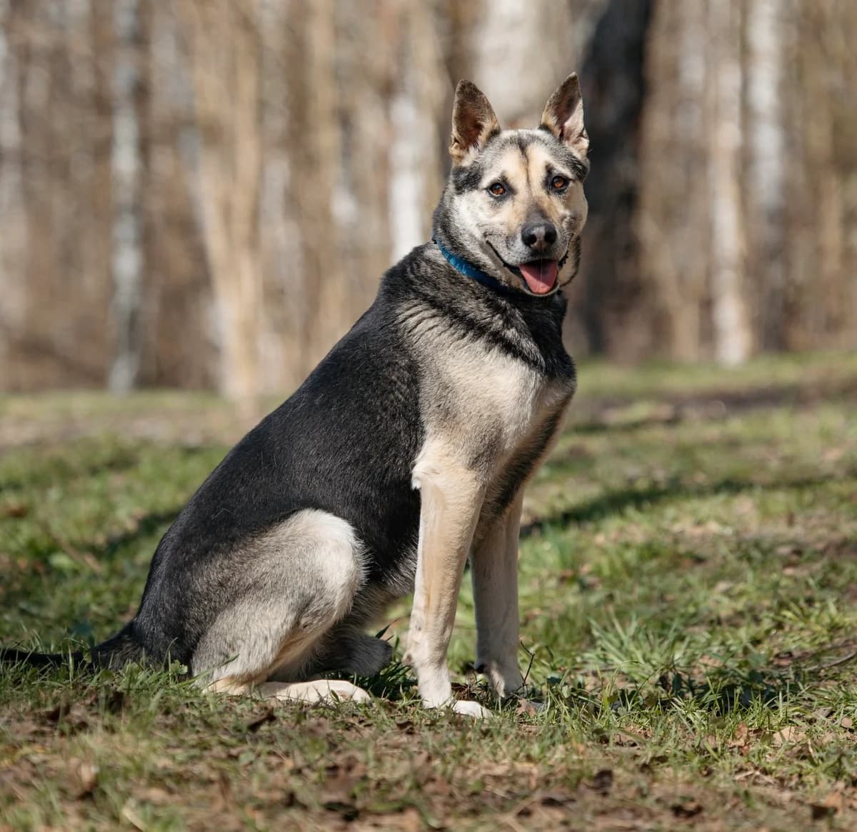 Levon| H26-1132, male Mixed Breed for adoption at Tierschutzverein House of animals Marfino eV, Jessen (Elster)