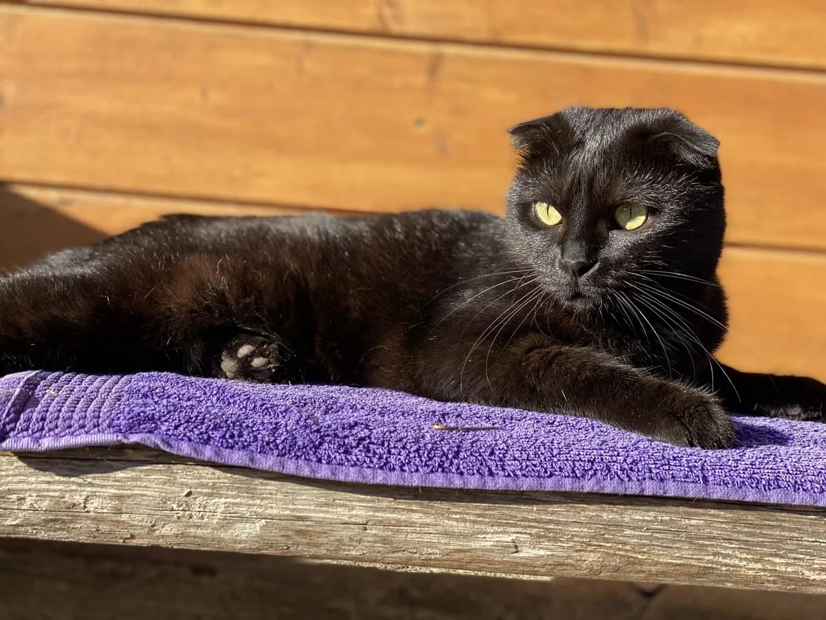 Asti| K26-1000, female 3yo Mixed Breed for adoption at Tierschutzverein House of animals Marfino eV, Jessen (Elster)