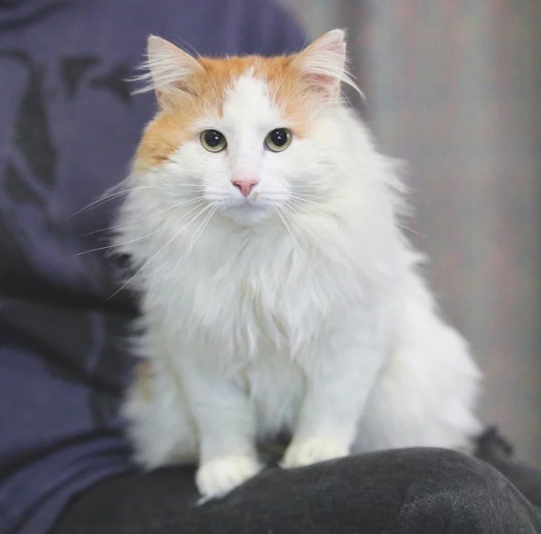Richi | K26-0201, male 4yo Mixed Breed for adoption at Tierschutzverein House of animals Marfino eV, Jessen (Elster)