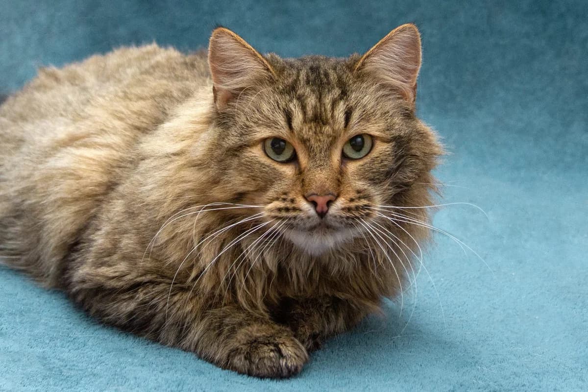 Sansa| K26-0800, female Mixed Breed for adoption at Tierschutzverein House of animals Marfino eV, Jessen (Elster)