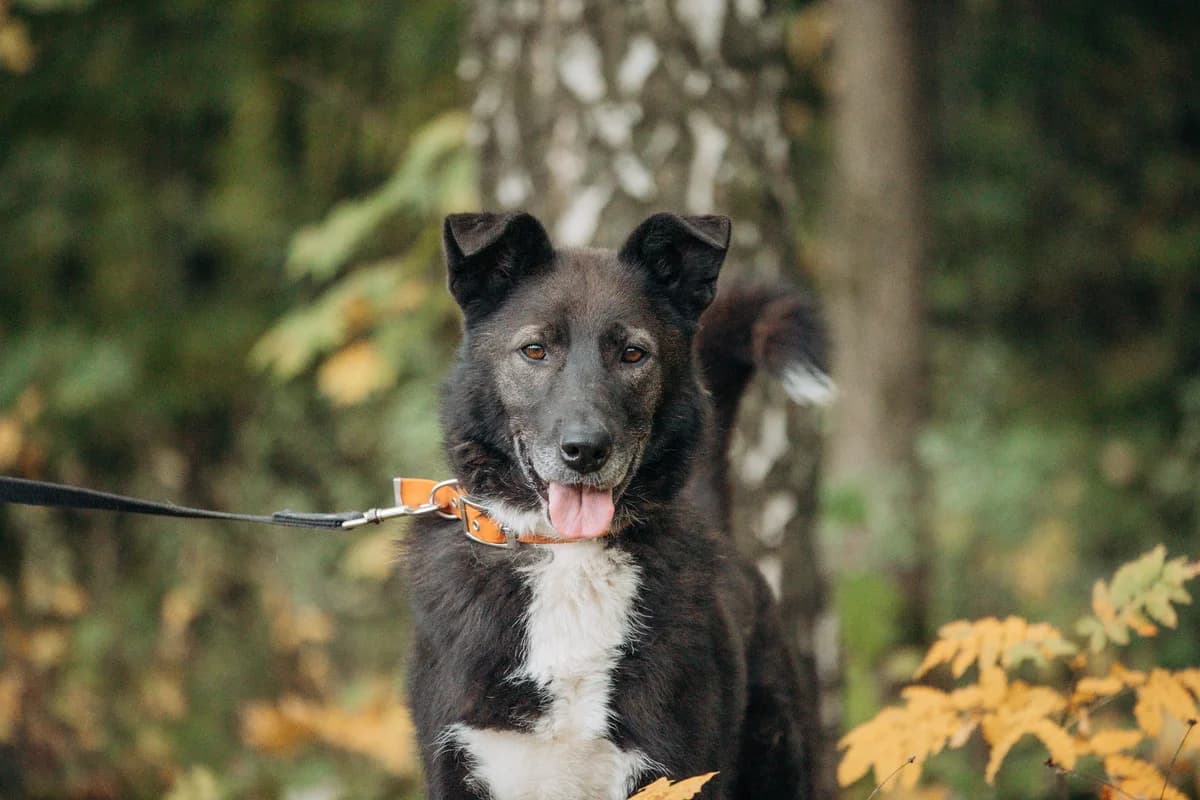 Teo| H26-1133, male Mixed Breed for adoption at Tierschutzverein House of animals Marfino eV, Jessen (Elster)