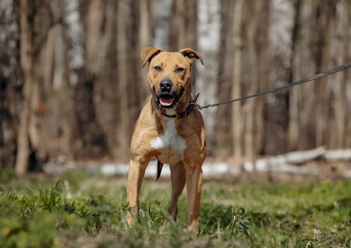 Vandam| H26-1134, male Mixed Breed for adoption at Tierschutzverein House of animals Marfino eV, Jessen (Elster)