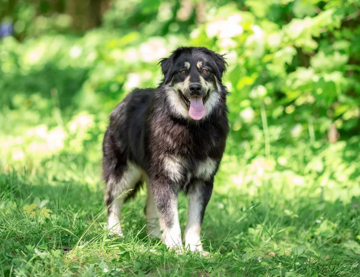 Bradley| H26-1135, male Mixed Breed for adoption at Tierschutzverein House of animals Marfino eV, Jessen (Elster)