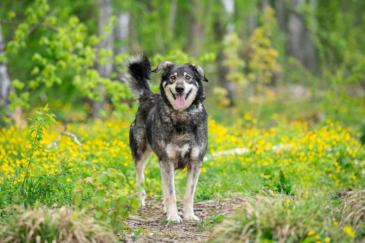 Butuz| H26-1136, male Mixed Breed for adoption at Tierschutzverein House of animals Marfino eV, Jessen (Elster)