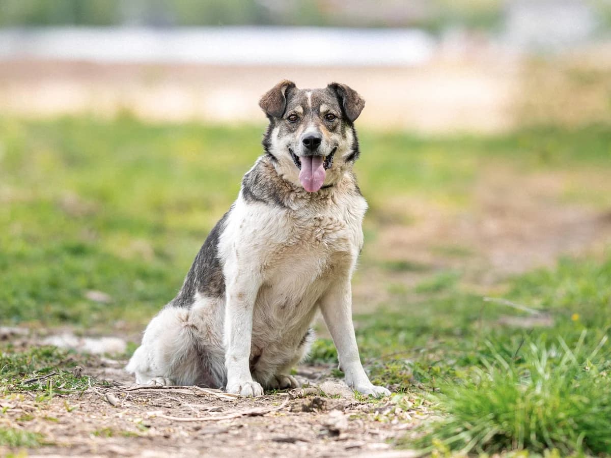 Egor| H26-1137, male Mixed Breed for adoption at Tierschutzverein House of animals Marfino eV, Jessen (Elster)