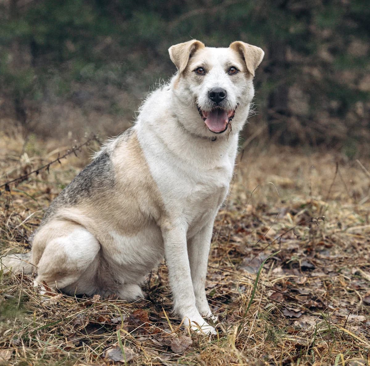 Foma| H26-1138, male Mixed Breed for adoption at Tierschutzverein House of animals Marfino eV, Jessen (Elster)