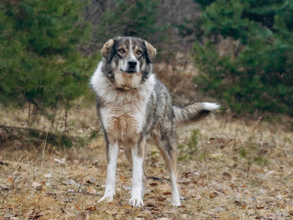 Greg| H26-1139, male Mixed Breed for adoption at Tierschutzverein House of animals Marfino eV, Jessen (Elster)