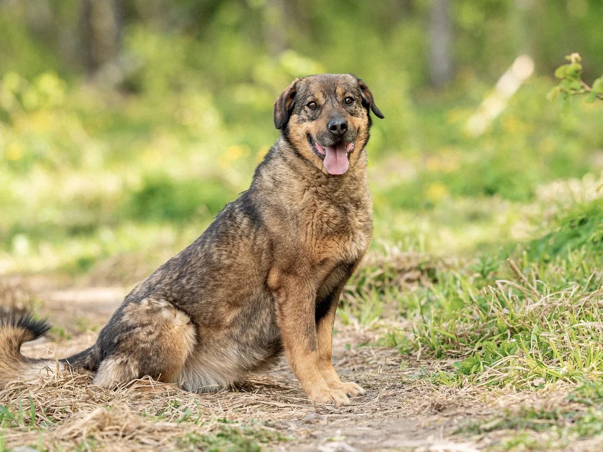 Vasilisa| H26-1140, female Mixed Breed for adoption at Tierschutzverein House of animals Marfino eV, Jessen (Elster)