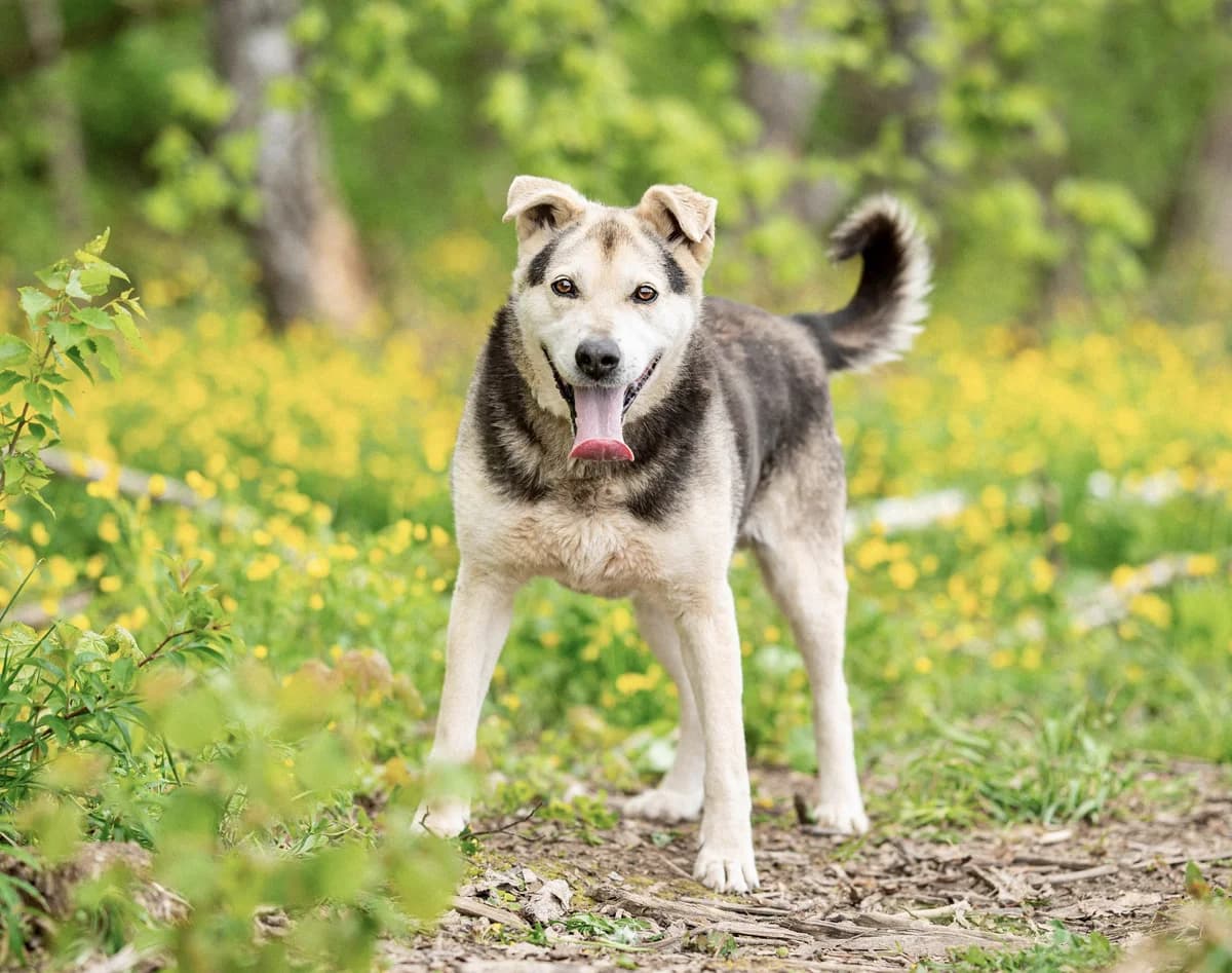 Kolya| H26-1141, male Mixed Breed for adoption at Tierschutzverein House of animals Marfino eV, Jessen (Elster)