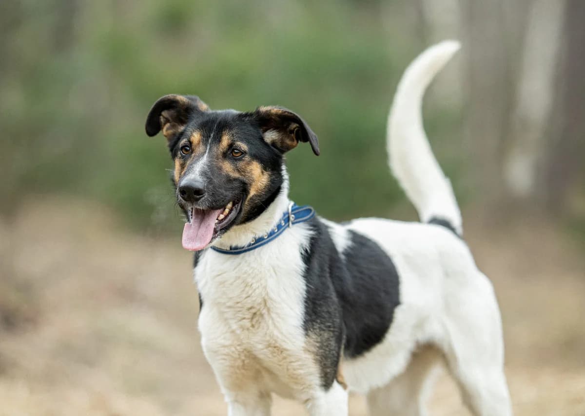 Kruz| H26-1142, male Mixed Breed for adoption at Tierschutzverein House of animals Marfino eV, Jessen (Elster)