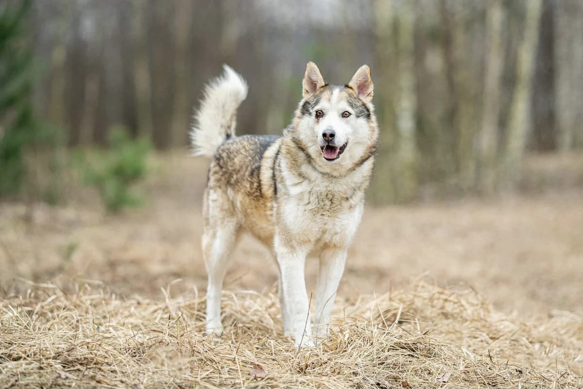 Skay| H26-1143, male Mixed Breed for adoption at Tierschutzverein House of animals Marfino eV, Jessen (Elster)