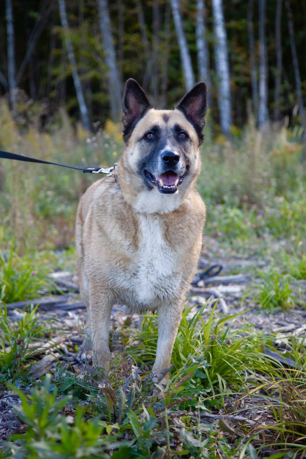 Vinni| H26-1145, male Mixed Breed for adoption at Tierschutzverein House of animals Marfino eV, Jessen (Elster)