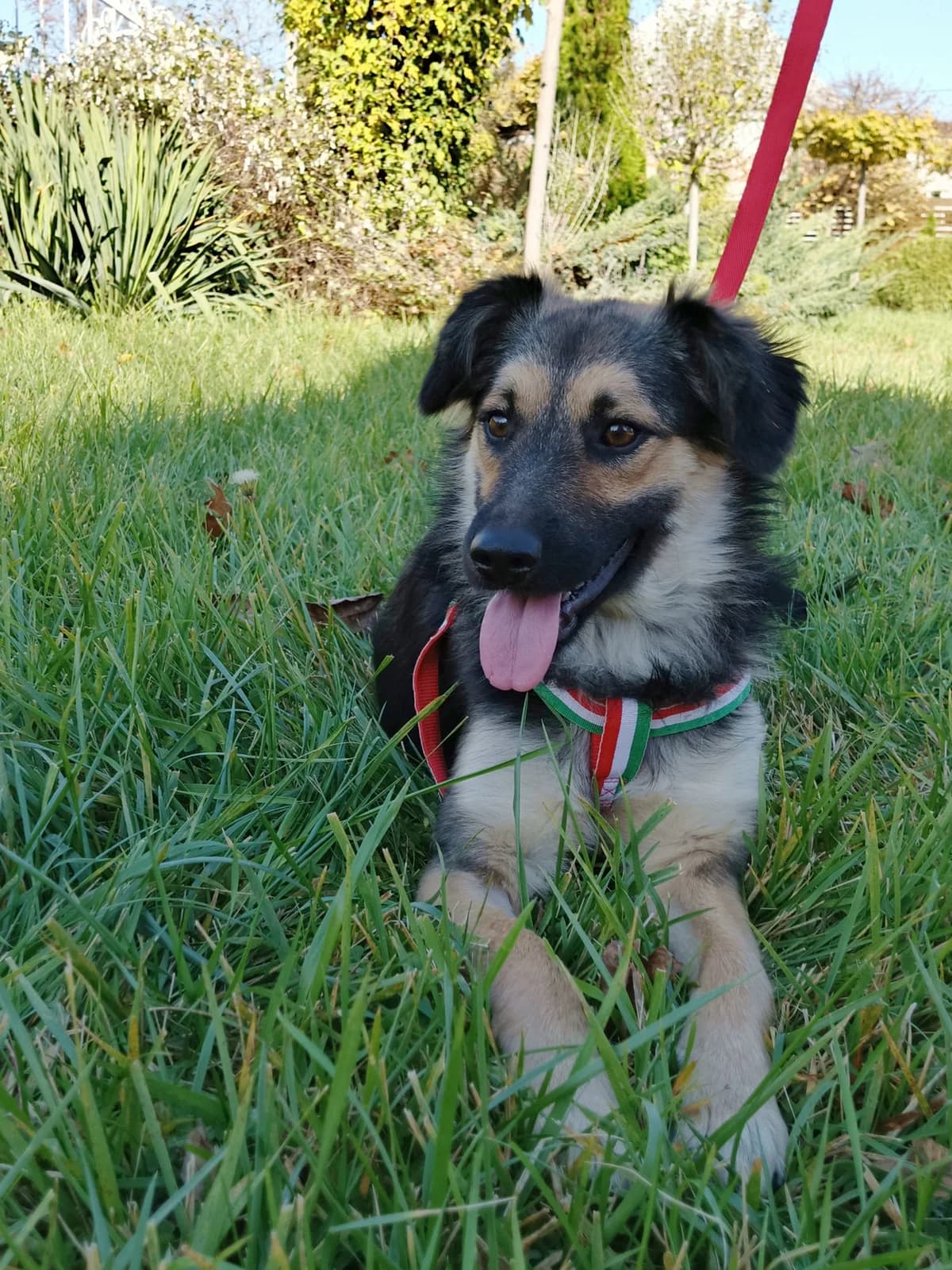 Adel| H26-1146, female Mixed Breed for adoption at Tierschutzverein House of animals Marfino eV, Jessen (Elster)