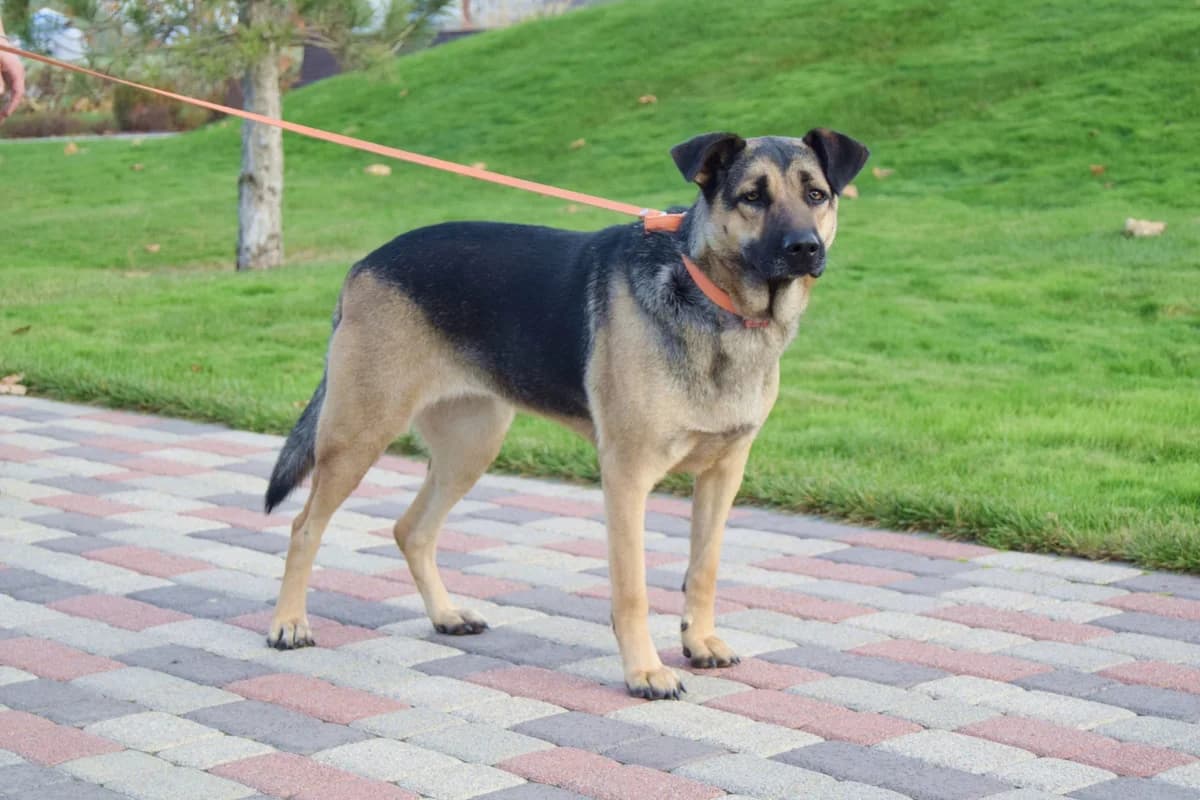 Alma| H26-1147, female young Mixed Breed for adoption at Tierschutzverein House of animals Marfino eV, Jessen (Elster)