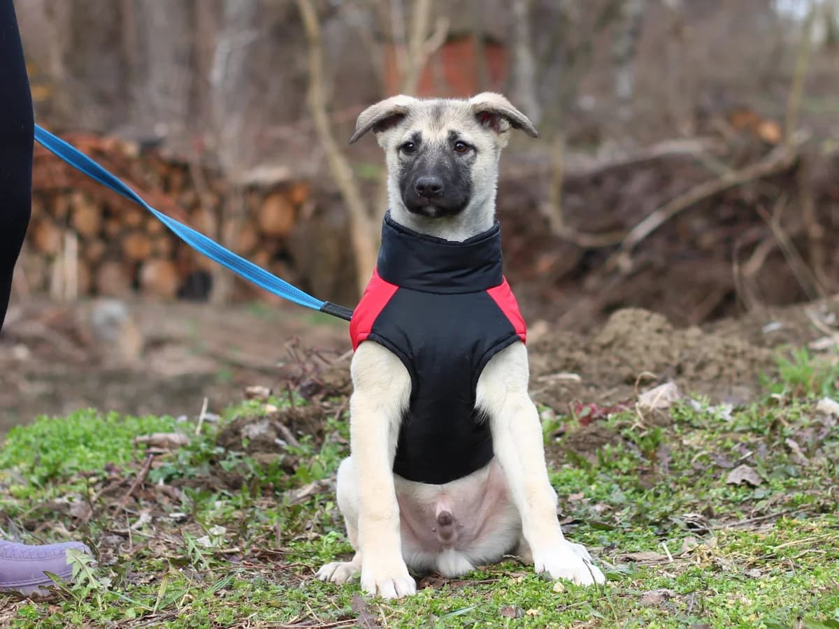 Wolf| H26-1149, male Mixed Breed for adoption at Tierschutzverein House of animals Marfino eV, Jessen (Elster)