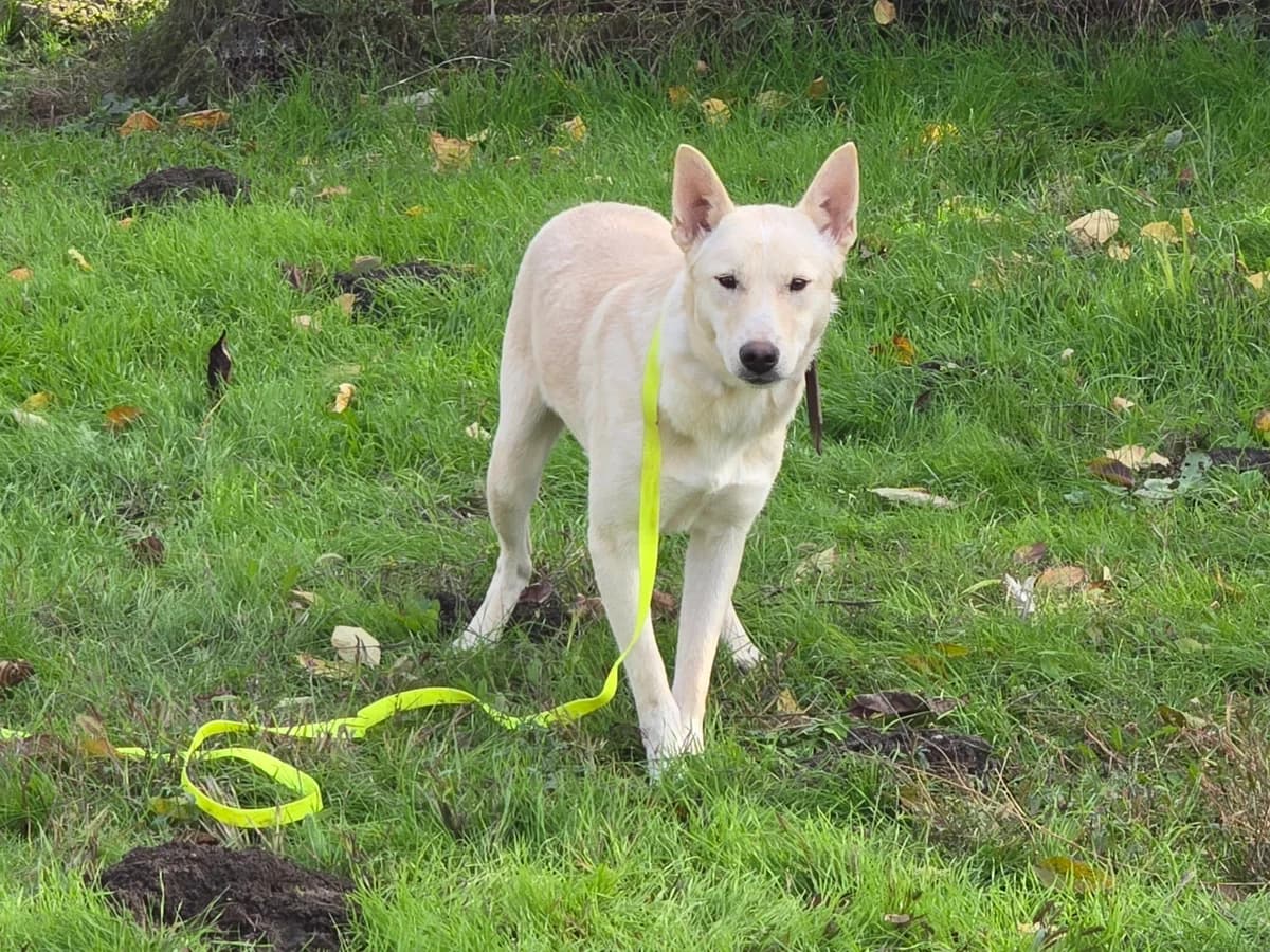Mickey| H26-1152, male Mixed Breed for adoption at Tierschutzverein House of animals Marfino eV, Jessen (Elster)