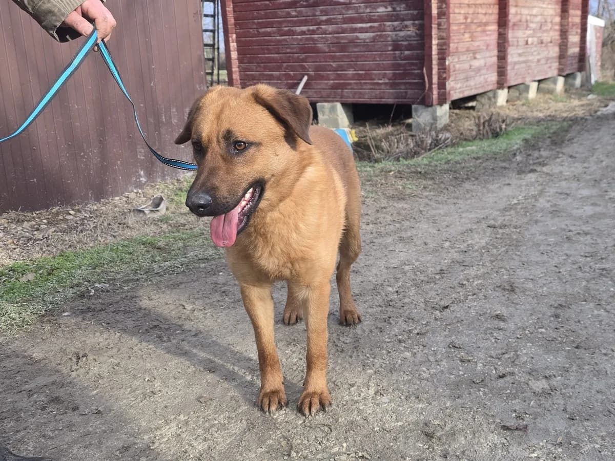 Rudy| H26-1153, male Mixed Breed for adoption at Tierschutzverein House of animals Marfino eV, Jessen (Elster)
