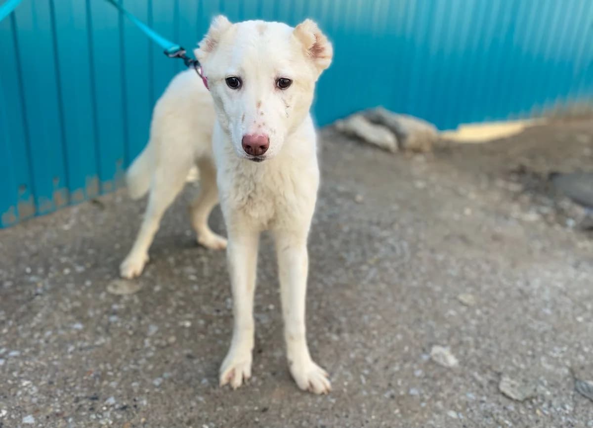 Anabelle| H26-1154, female young Mixed Breed for adoption at Tierschutzverein House of animals Marfino eV, Jessen (Elster)
