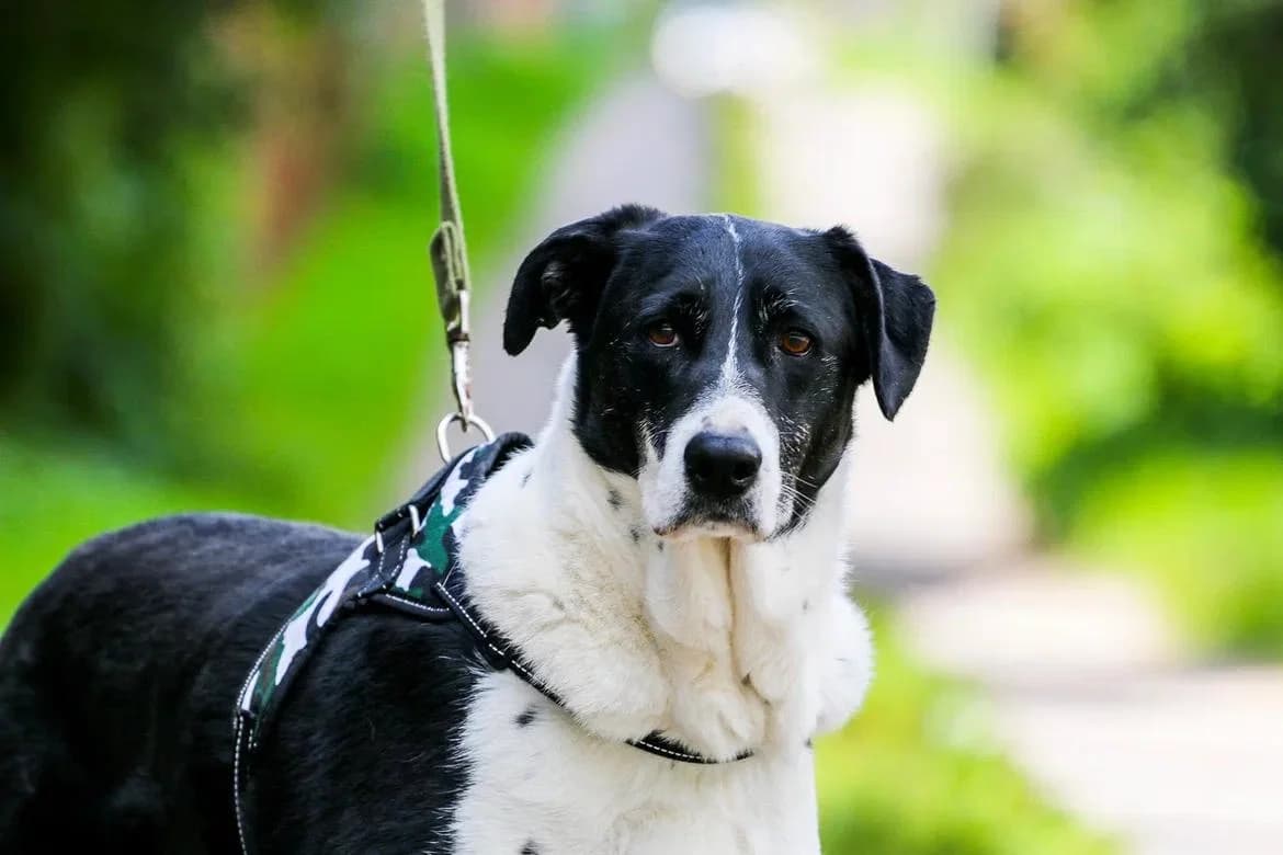 Anatol| H26-1156, male young Mixed Breed for adoption at Tierschutzverein House of animals Marfino eV, Jessen (Elster)