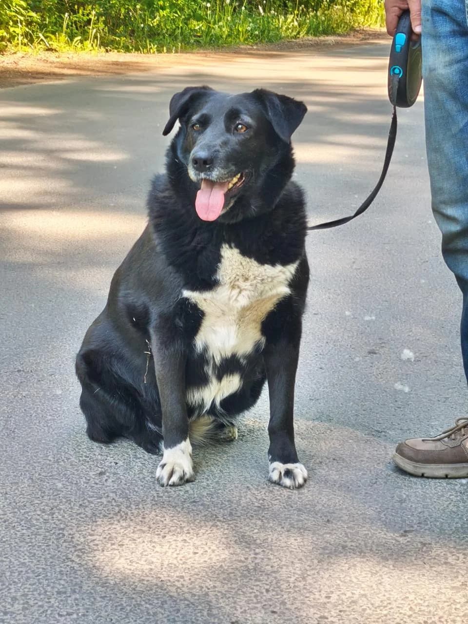 Masyanya| H26-1157, female puppy Mixed Breed for adoption at Tierschutzverein House of animals Marfino eV, Jessen (Elster)