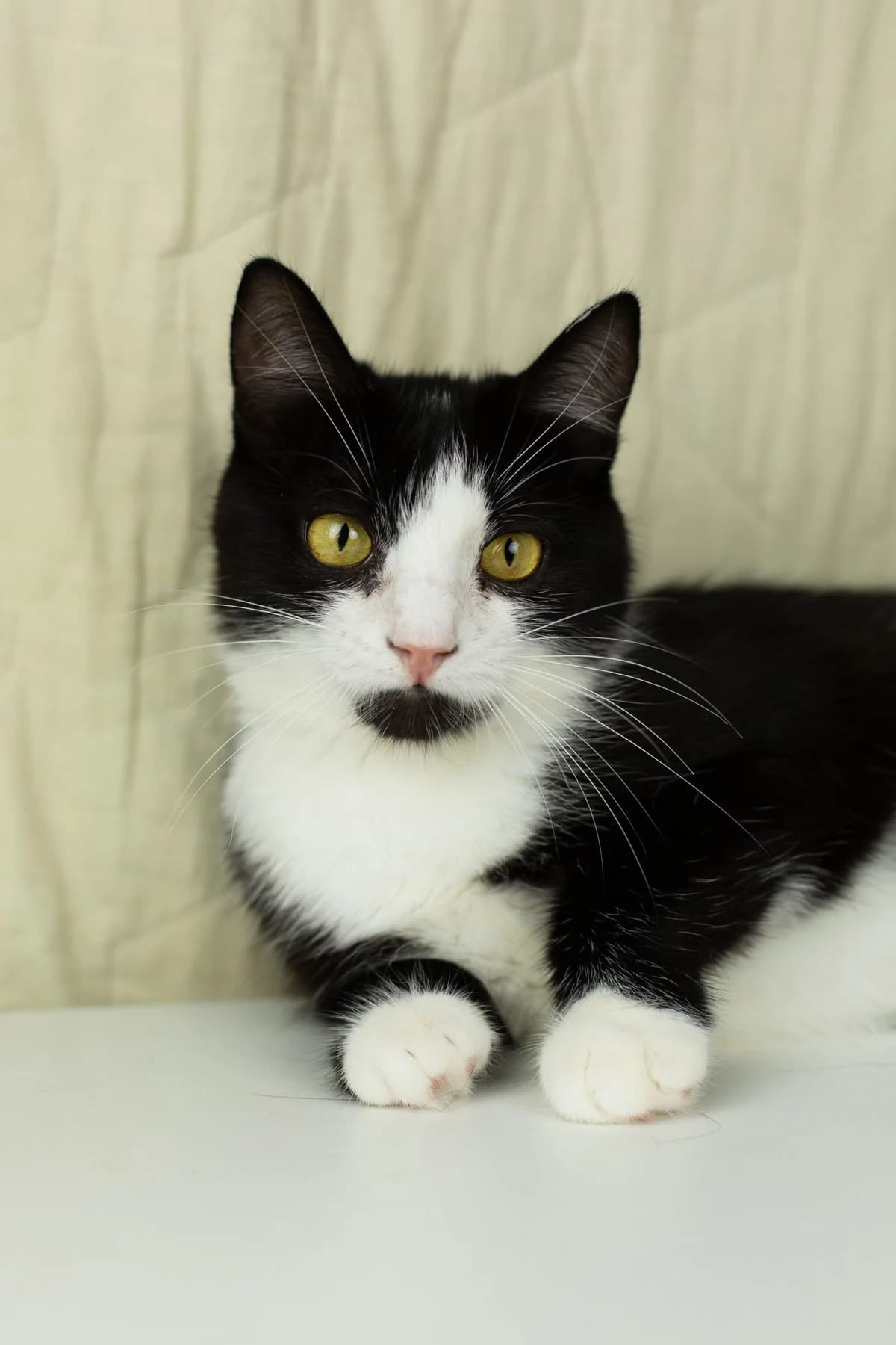 Vera| K26-0700, female Mixed Breed for adoption at Tierschutzverein House of animals Marfino eV, Jessen (Elster)