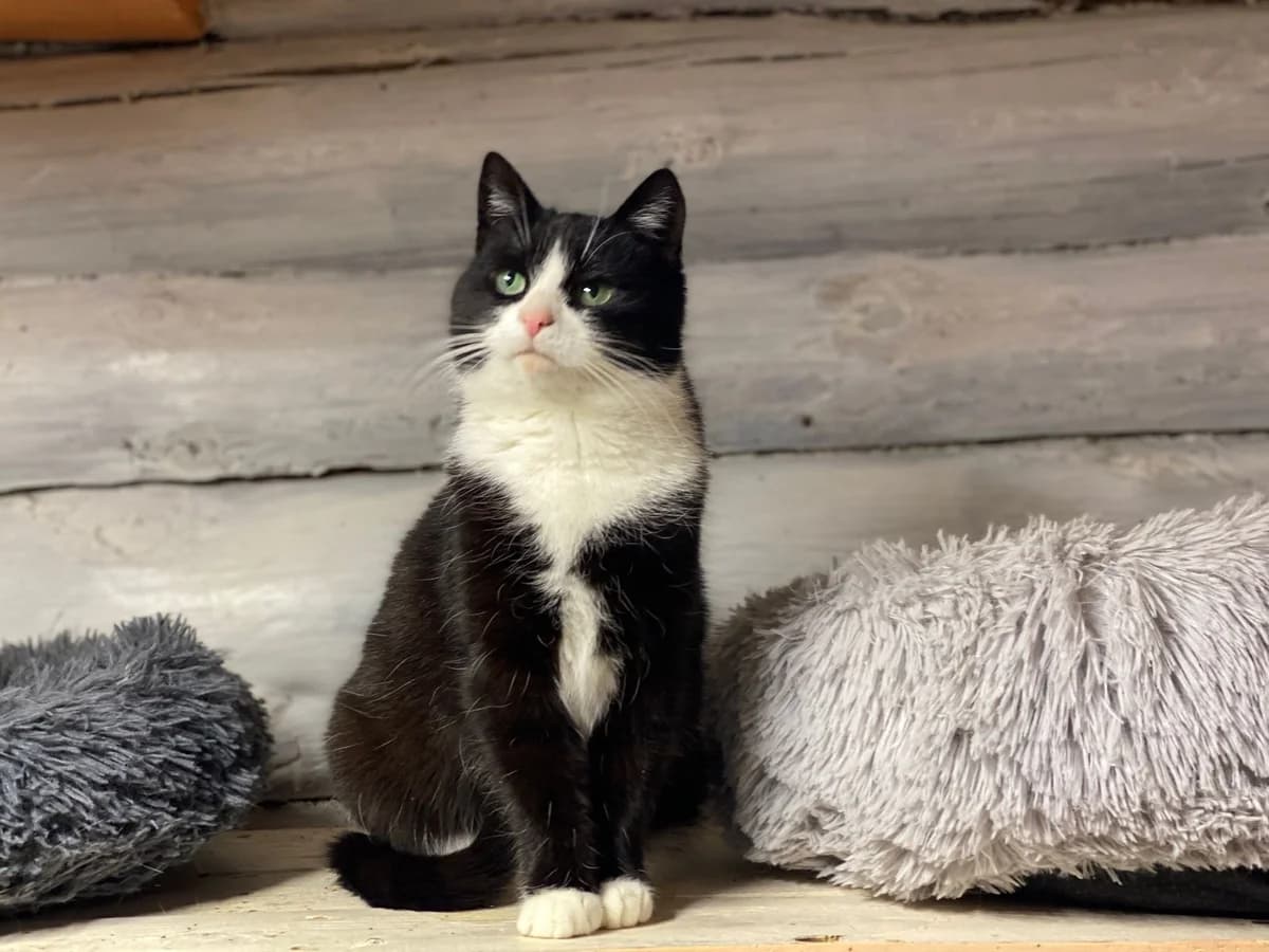Masja| K26-1002, female young Mixed Breed for adoption at Tierschutzverein House of animals Marfino eV, Jessen (Elster)