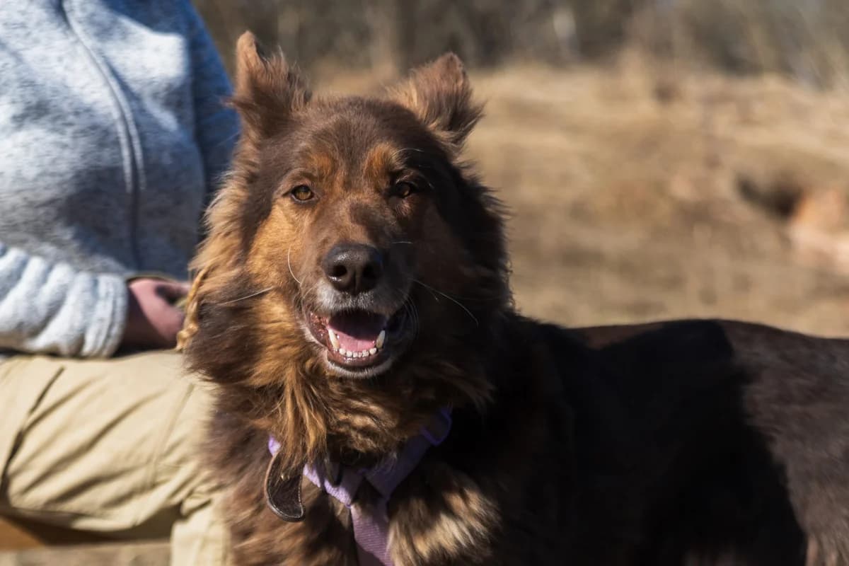 Boss | H26-1065, male Mixed Breed for adoption at Tierschutzverein House of animals Marfino eV, Jessen (Elster)