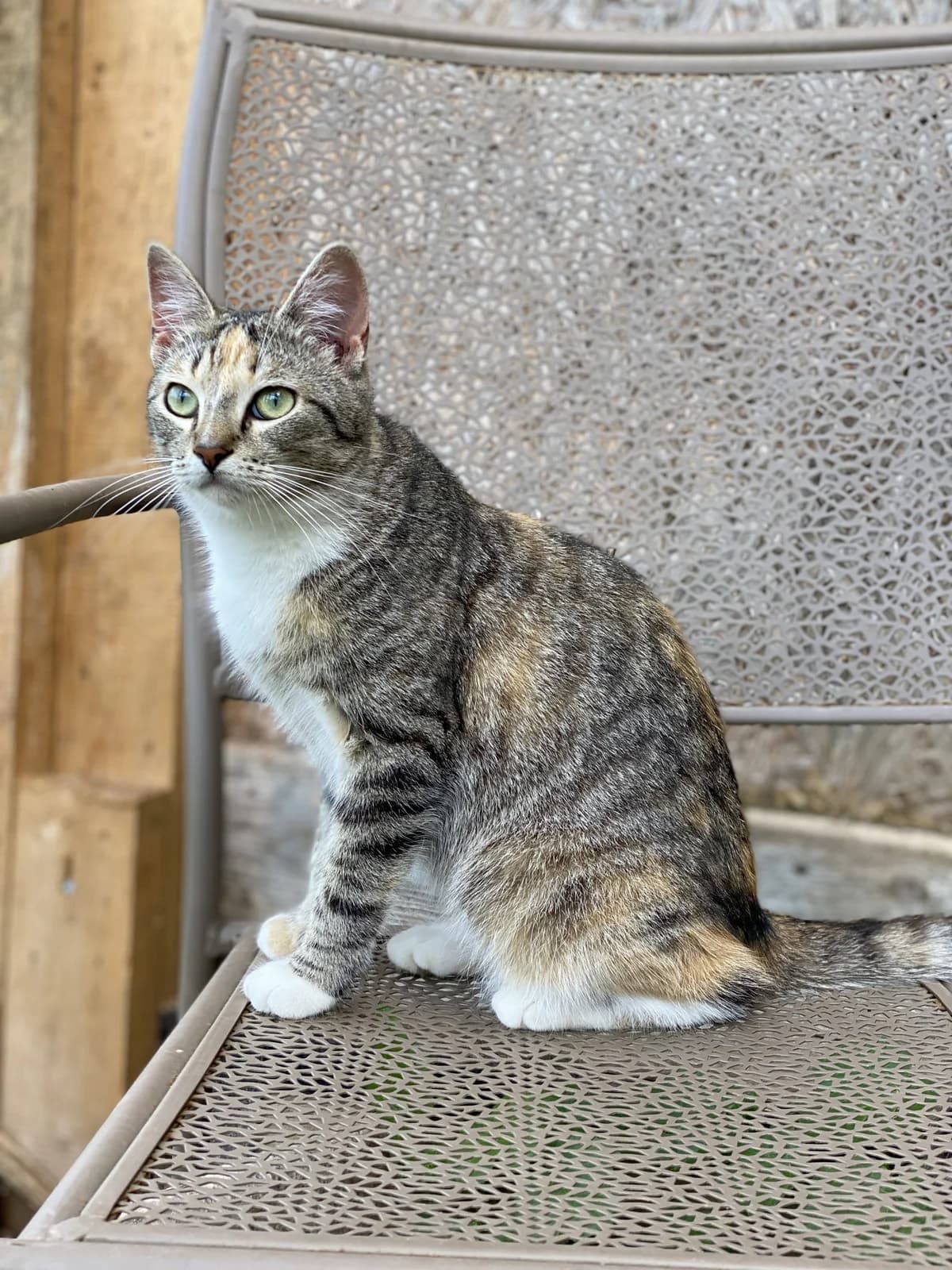 Sonya| K26-1003, female puppy Mixed Breed for adoption at Tierschutzverein House of animals Marfino eV, Jessen (Elster)