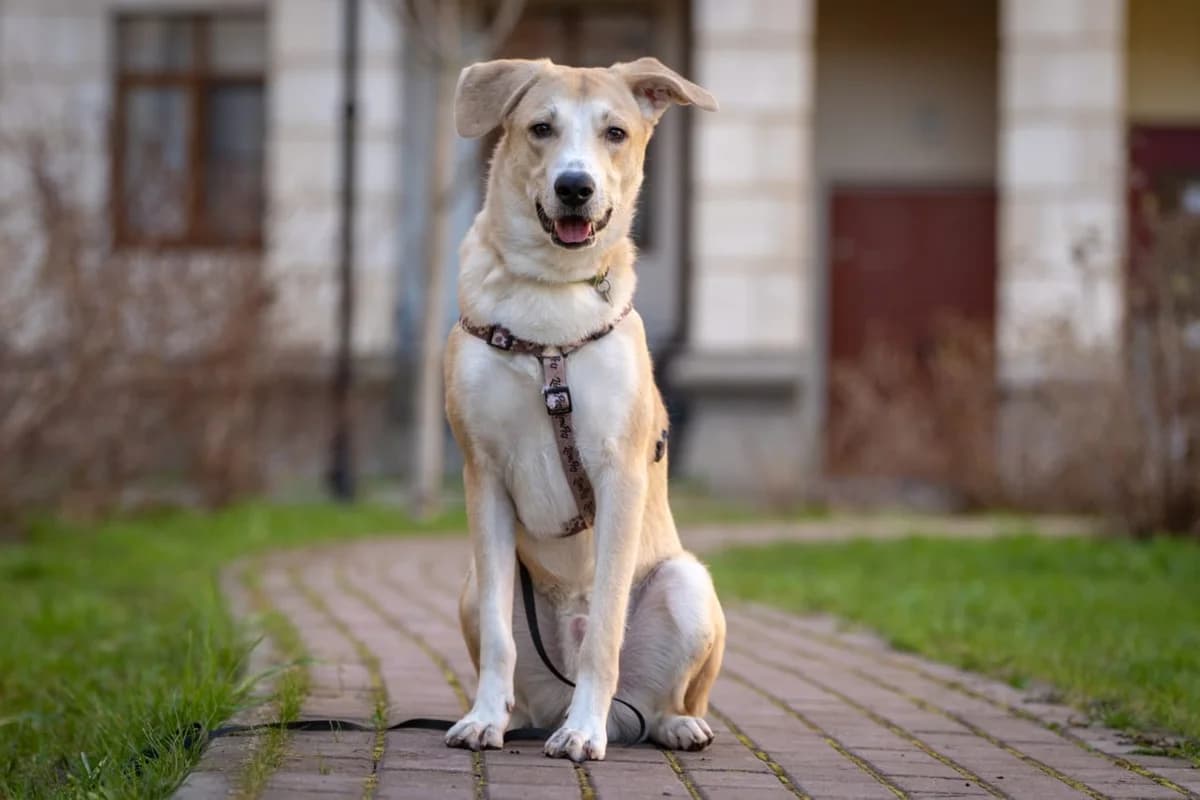 Umnik | H26-1062, male Mixed Breed for adoption at Tierschutzverein House of animals Marfino eV, Jessen (Elster)